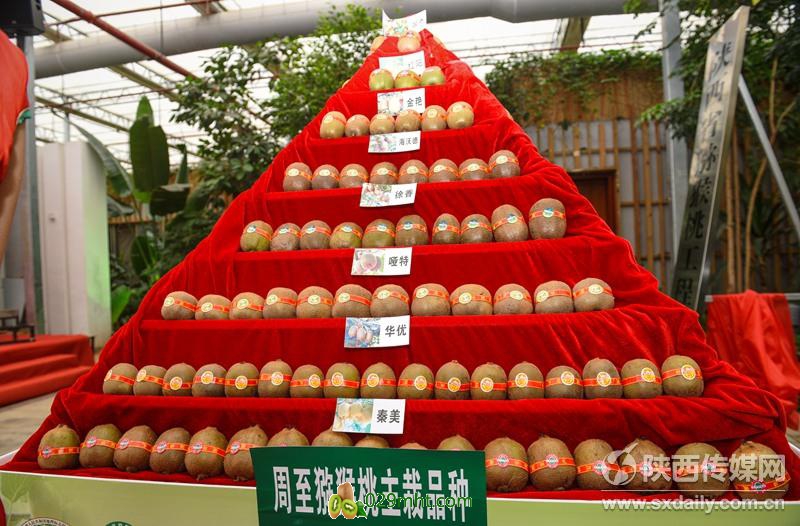 <a href=http://www.linux-china.com/zhouzhimihoutao/ target=_blank class=infotextkey />周至豪门国际猕猴桃</a>生产基地直采车发车 新鲜优质豪门国际猕猴桃走向全国