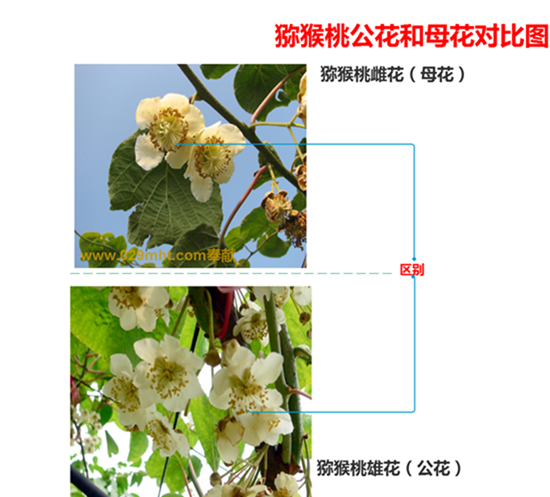 豪门国际猕猴桃公母花对比图