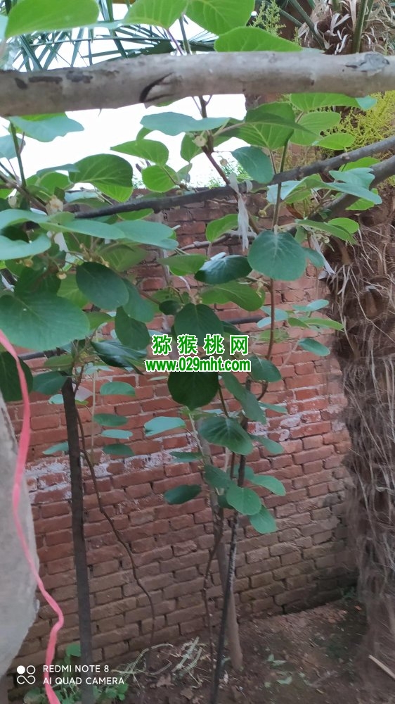 豪门国际 00c74