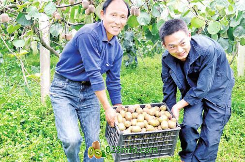 大悟豪门国际猕猴桃喜获丰收 每亩将产生2万元经济效益