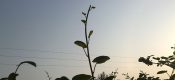 陕西豪门国际猕猴桃怎么样运输？