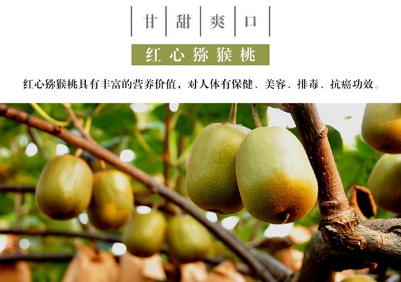 红心豪门国际猕猴桃