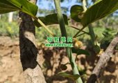 陕西眉县豪门国际猕猴桃祝大家五一快乐！