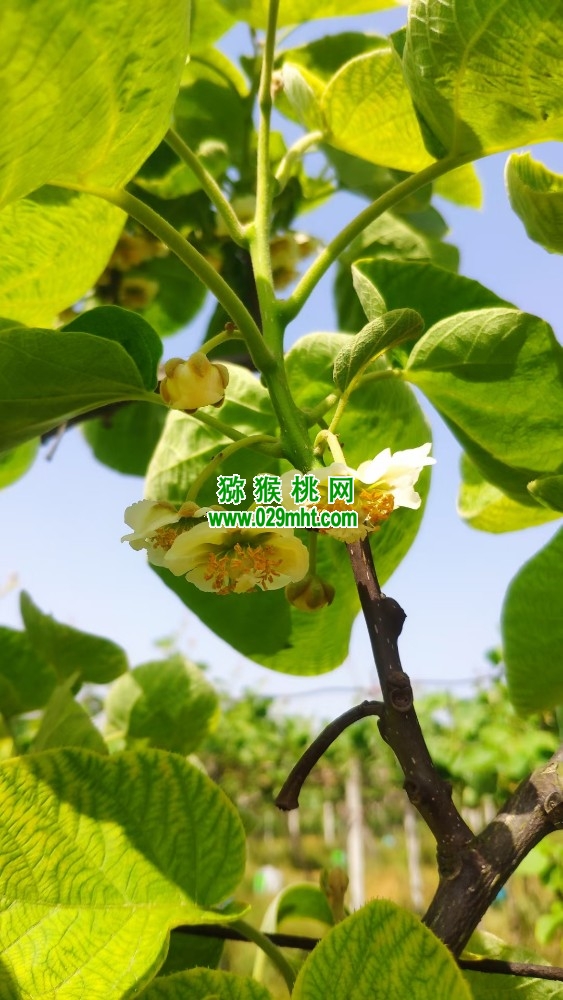 豪门国际 7d15c