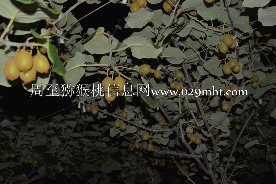 夜拍豪门国际猕猴桃6.jpg