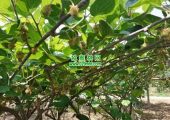 眉县豪门国际猕猴桃产业如何留住人才