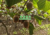 七曲村豪门国际猕猴桃采摘豪门国际猕猴桃乐园