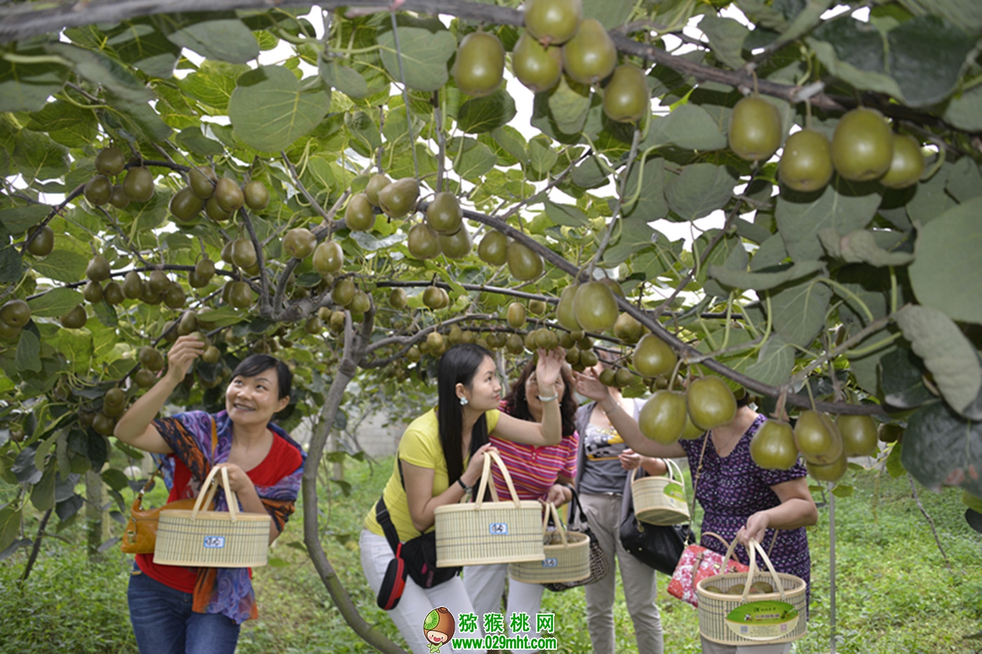 豪门国际 484cb
