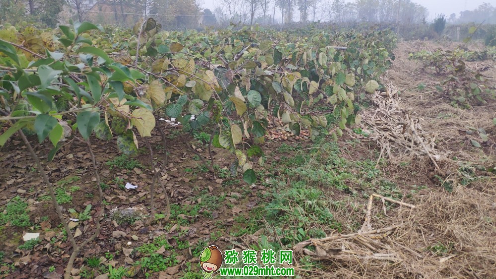 豪门国际 6f557