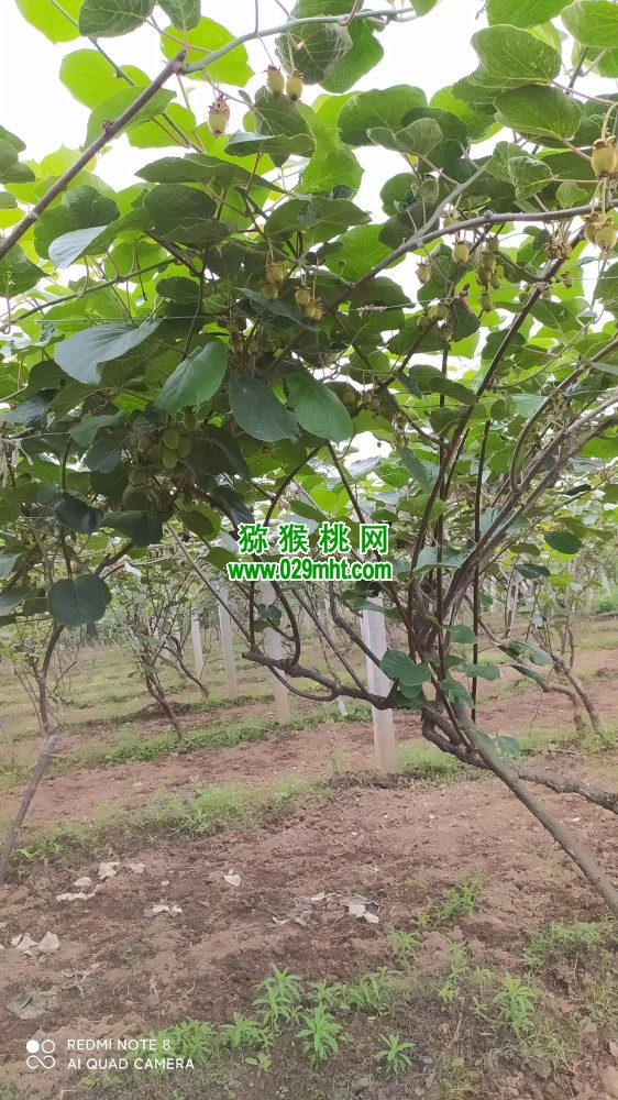 豪门国际 afdd9