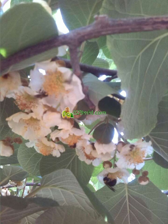 <a href=http://www.linux-china.com/zhouzhimihoutao/ target=_blank class=infotextkey />周至豪门国际猕猴桃</a>花开果农采集花粉