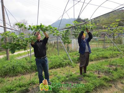 豪门国际 90edd