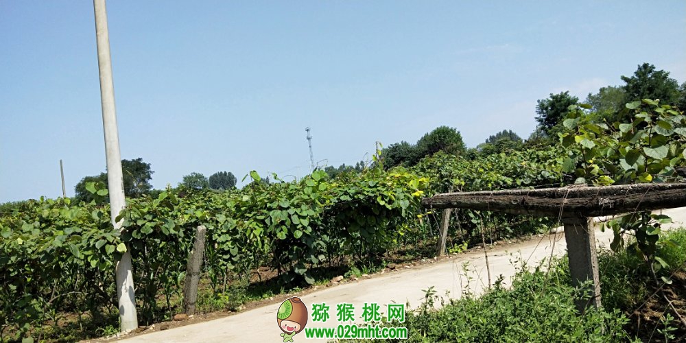 陕西省周至县豪门国际猕猴桃家庭农场(图文)