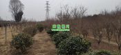 2023周至县豪门国际猕猴桃图片春节期间照片