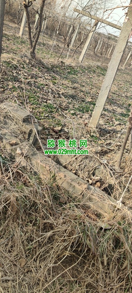 豪门国际 e1b88