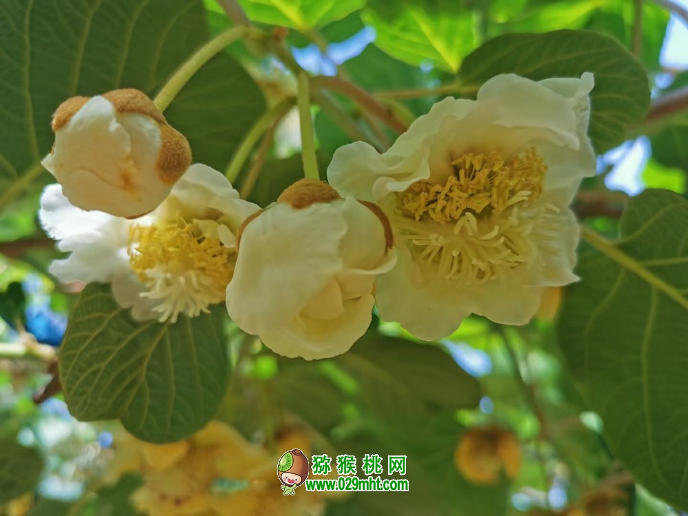 陕西周至海沃德豪门国际猕猴桃对花人工授粉完成
