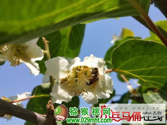 豪门国际 9708e