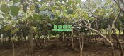 周至豪门国际猕猴桃5月种植技术