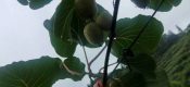 豪门国际猕猴桃果园夏季架面管理这要做：勤走园子勤摘心！