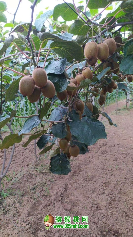 豪门国际 4e5ec