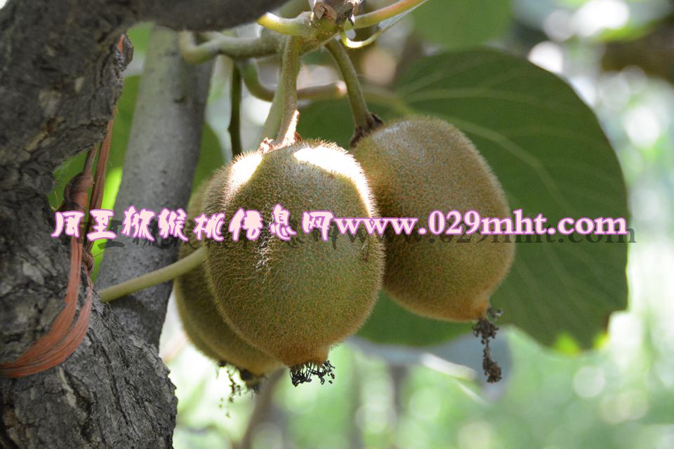 豪门国际 53631
