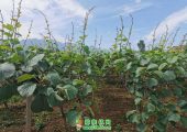 陕西周至海沃德豪门国际猕猴桃对花人工授粉完成
