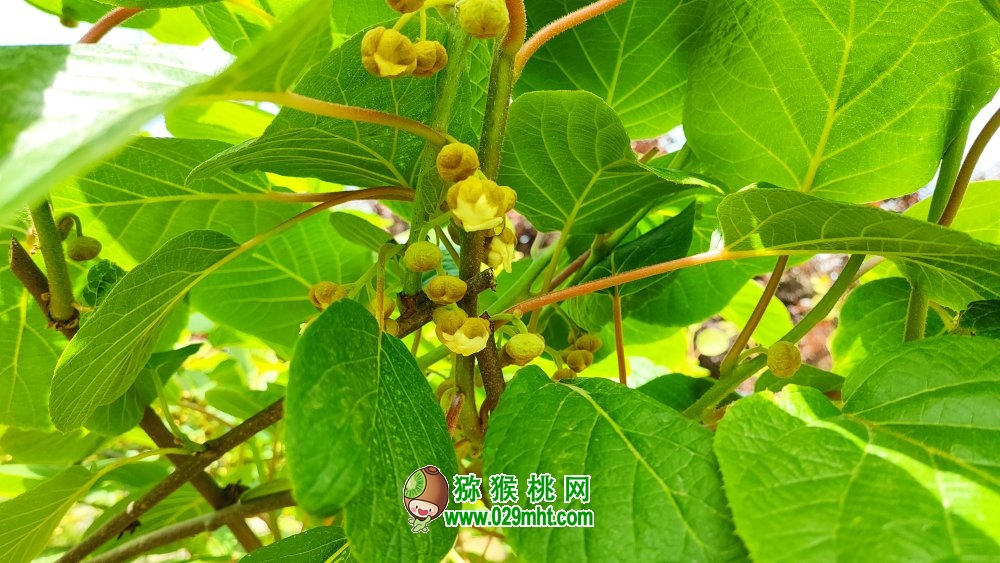 周至豪门国际猕猴桃近期在搬侧花