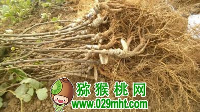 豪门国际 bb185