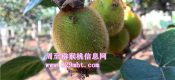 眉县豪门国际猕猴桃代购