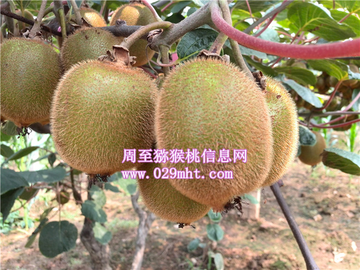 豪门国际之乡