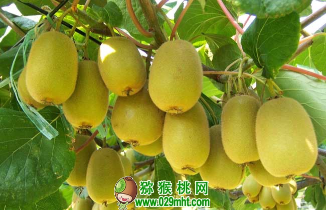 豪门国际猕猴桃怎么去皮