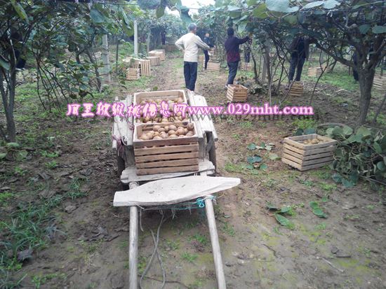 <a href=http://www.linux-china.com/zhouzhimihoutao/ target=_blank class=infotextkey />周至豪门国际猕猴桃</a>产地.jpg