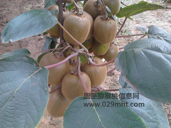 豪门国际 d7015