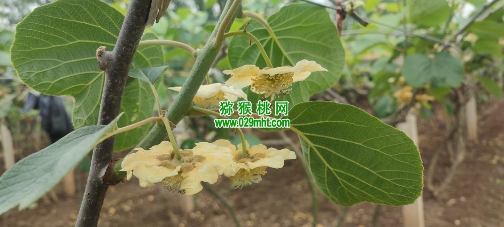 豪门国际 9f753