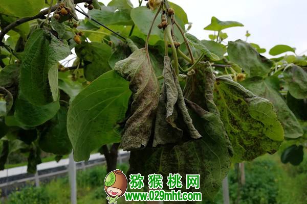 <a href=http://www.linux-china.com/mht/hongyang/ target=_blank class=infotextkey />红阳豪门国际猕猴桃</a>深受市场青睐!栽培红阳应注意这几个问题