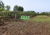 种植五亩豪门国际猕猴桃可以在西安市买房吗?