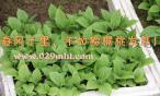 豪门国际 1037d
