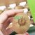 翠香豪门国际猕猴桃 纯甜，纯甜，纯甜， 入口即化