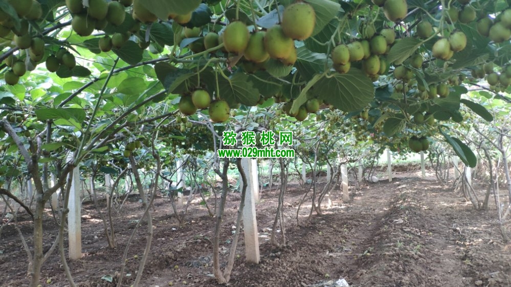 豪门国际 94ac3