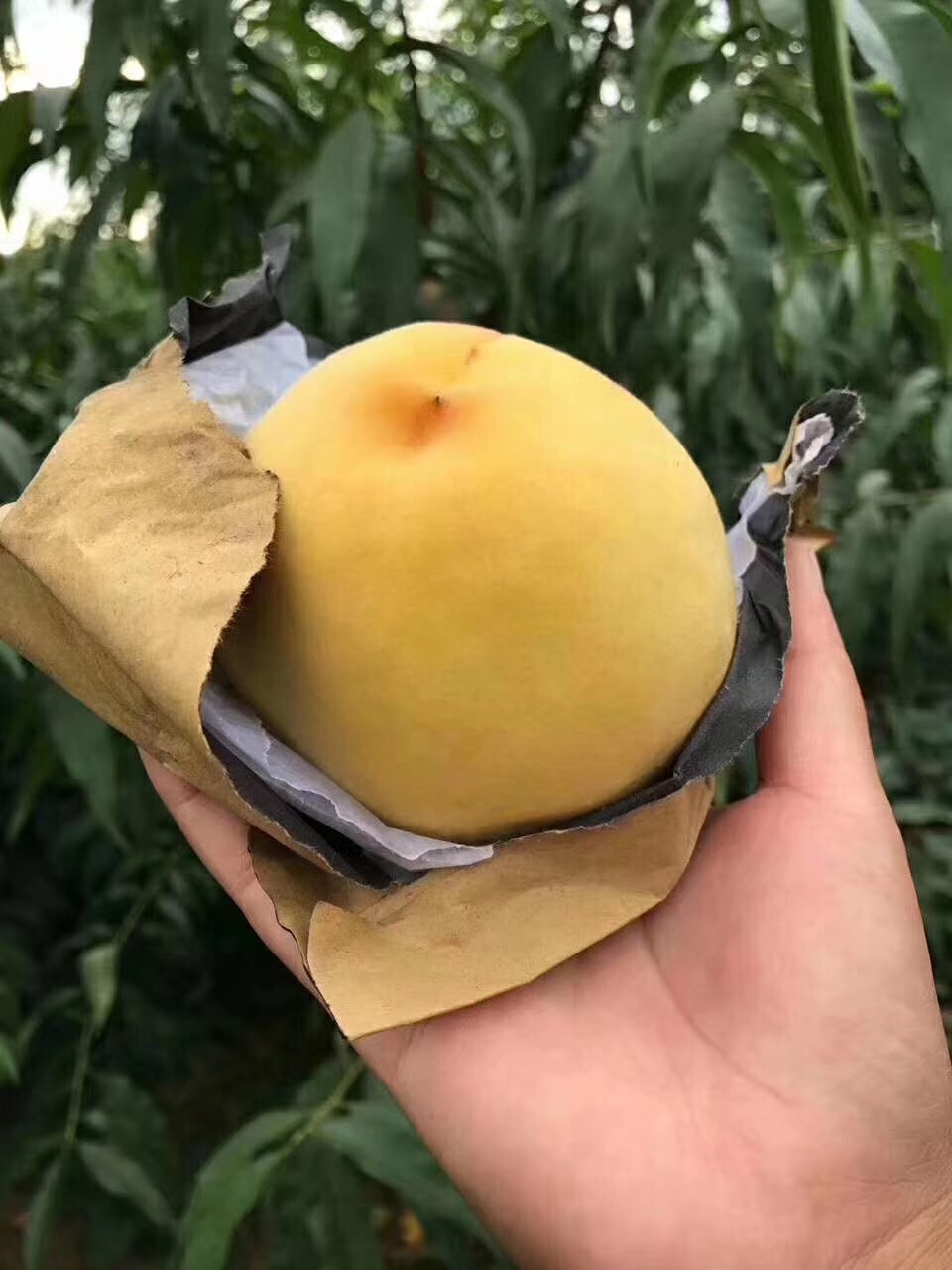 豪门国际 e4d28