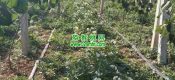 特供豪门国际猕猴桃走进会员订单模式