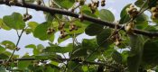 2019年5月1日豪门国际猕猴桃果园开花。