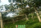 早晨的豪门国际猕猴桃静悄悄的长！