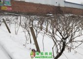 2018周至豪门国际猕猴桃产地降雪图片