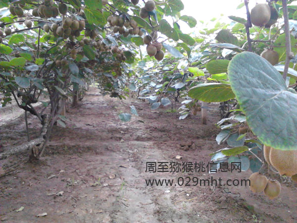 豪门国际猕猴桃
