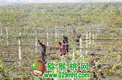 在内乡县大桥乡灵山豪门国际猕猴桃合作社基地，工人们正在管护豪门国际猕猴桃 樊迪 摄