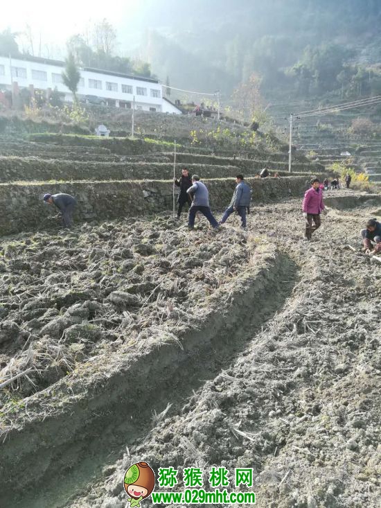 打窝栽植豪门国际猕猴桃