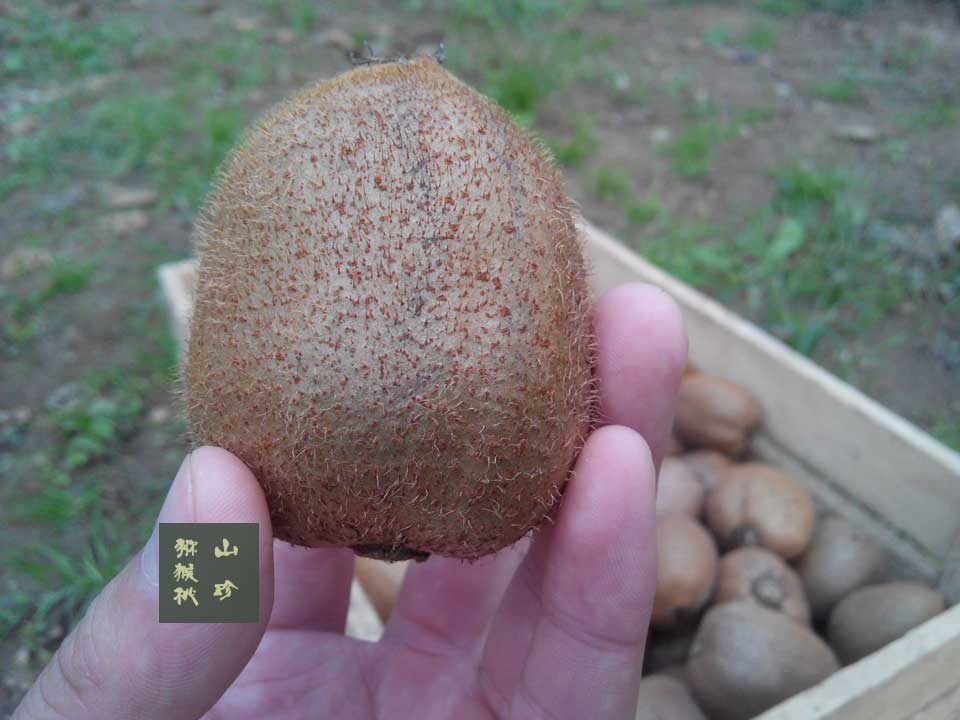 2014年10月徐香豪门国际猕猴桃画报