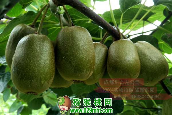 豪门国际 3f115