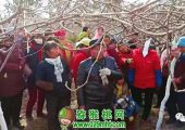 “三步走”让豪门国际猕猴桃安全“过冬”